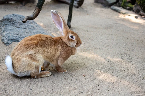 メス茶色のヨーロッパウサギの全身 — ストック写真
