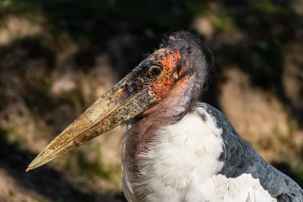 Porträt des großen Watvogels Marabou Storch (leptoptilos crumenifer)) — Stockfoto