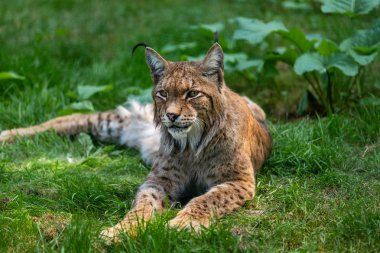 Çimüzerinde rahat avrasya lunx yalan tam vücut