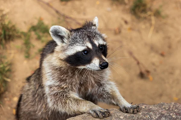 Genç ortak rakun portresi