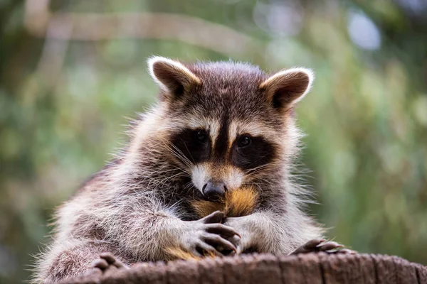 Porträt eines jungen Waschbären — Stockfoto