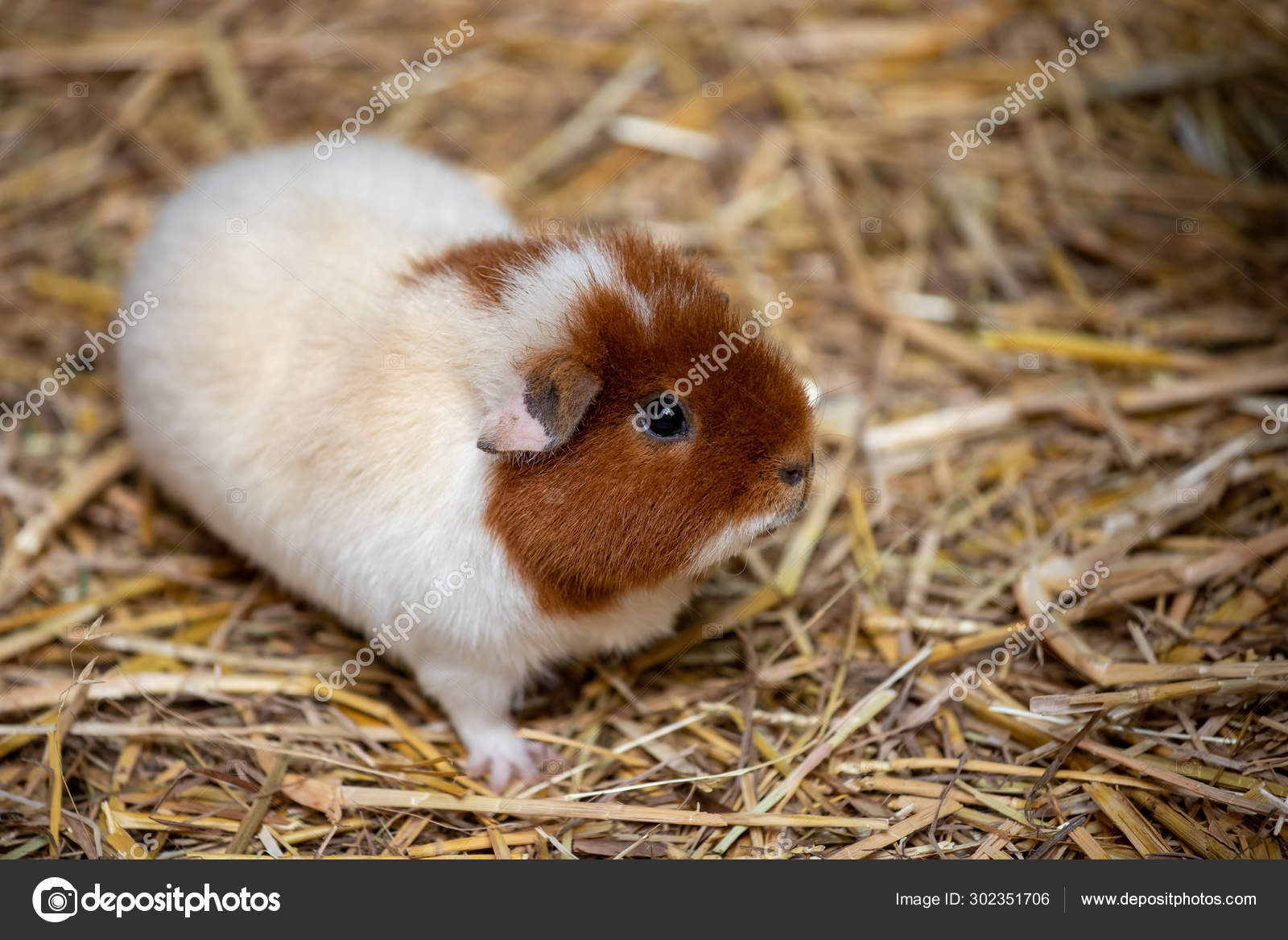 Full body of white-brown domestic guinea pig (Cavia porcellus) cavy Photo by ©Veroja 302351706
