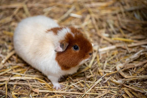 Ganzkörper von weiß-braunen Meerschweinchen (cavia porcellus) — Stockfoto