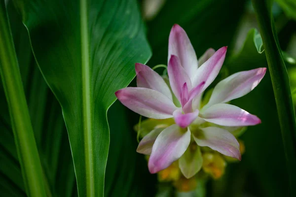Yumuşak çiçekli yabani zerdeçal curcuma longa bitki görünümü
