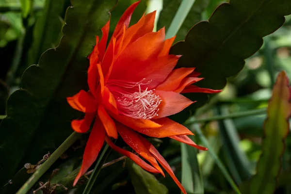 Vista da planta dos híbridos vermelhos do epiphyllum do flowering wendi (cacti do orchid) — Fotografia de Stock