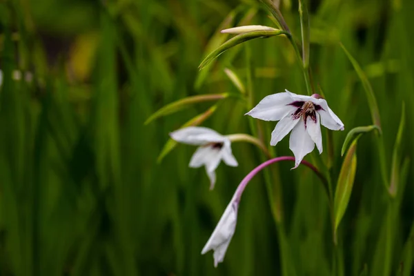 Yaz bahçesinde Afrika gladiolus murielae çiçek görünümü
