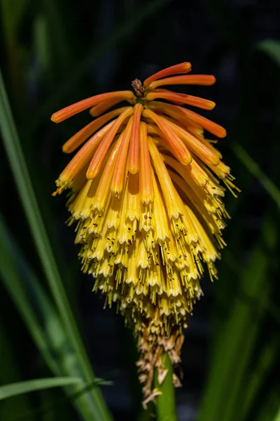 Close-up of tropical orange-yellow flowering wild plant — Stock Photo, Image