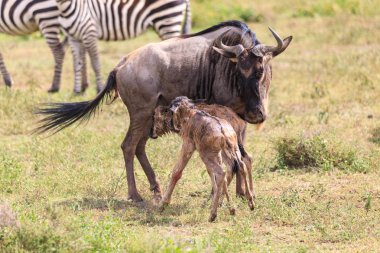 Serengeti Nationakl Park ve Ngorongoro koruma alanı, Tanzanya
