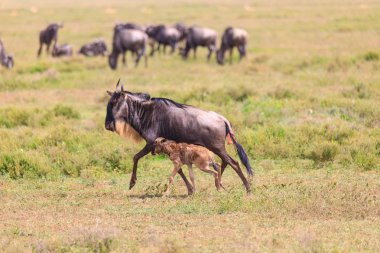 Serengeti Nationakl Park ve Ngorongoro koruma alanı, Tanzanya