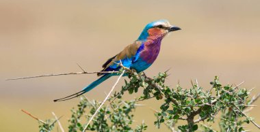 Serengeti Nationakl Park ve Ngorongoro koruma alanı, Tanzanya