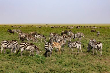Serengeti Nationakl Park and NgoroNgoro Conservation Area, Tanzania clipart