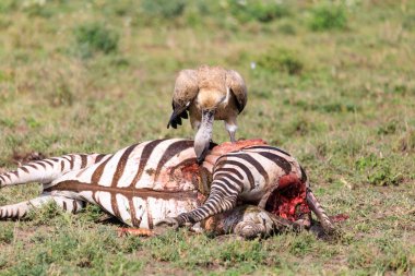 Serengeti Nationakl Park ve Ngorongoro koruma alanı, Tanzanya