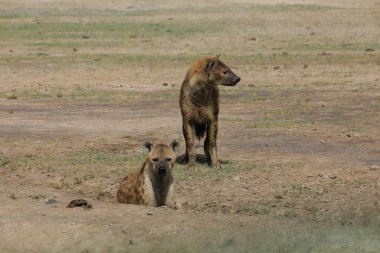 Serengeti Nationakl Park ve Ngorongoro koruma alanı, Tanzanya