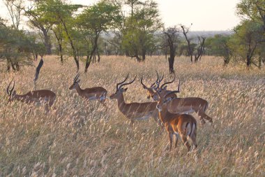 Serengeti Nationakl Park ve Ngorongoro koruma alanı, Tanzanya