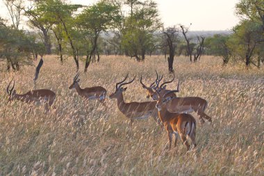 Serengeti Nationakl Park and NgoroNgoro Conservation Area, Tanzania clipart