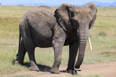 Serengeti Nationakl Park ve Ngorongoro koruma alanı, Tanzanya