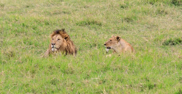 Serengeti Nationakl Park Ngorongoro Conservation Area Tanzania — Stock Photo, Image