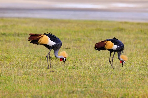 Serengeti Nationakl Park Ngorongoro Conservation Area Tanzânia — Fotografia de Stock