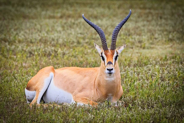 Serengeti Nationakl Park Ngorongoro Conservation Area Tanzania — Stockfoto