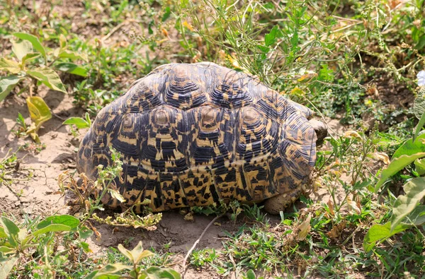 Serengeti Nationalpark Und Ngorongoro Naturschutzgebiet Tansania — Stockfoto