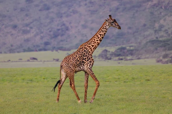 Serengeti Nationakl Park Ngorongoro Koruma Alanı Tanzanya — Stok fotoğraf