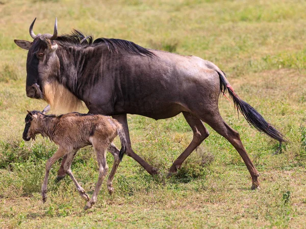 Serengeti Nationakl Park ve Ngorongoro koruma alanı, Tanzanya