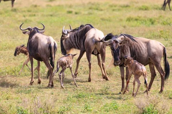 Serengeti Nationakl Park Ngorongoro Ochrony Obszaru Tanzania — Zdjęcie stockowe