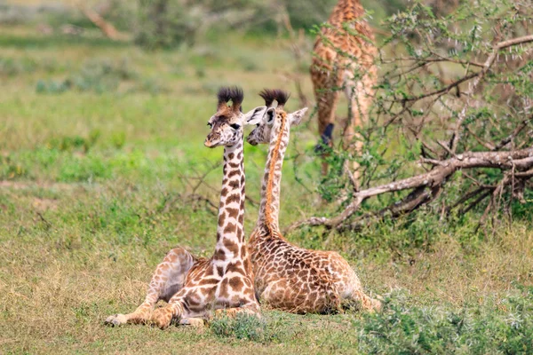 Serengeti Nationakl Park Ngorongoro Koruma Alanı Tanzanya — Stok fotoğraf