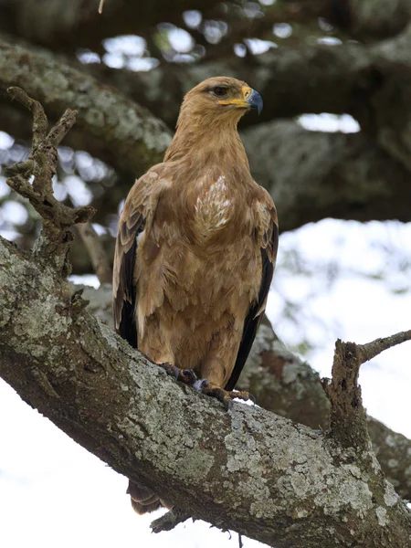 Nationakl 그리고 Ngorongoro 탄자니아 — 스톡 사진