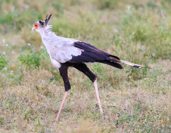 Parco Nazionale Del Serengeti Zona Conservazione Ngorongoro Tanzania — Foto Stock