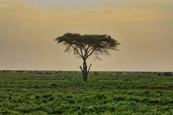 Serengeti Nationakl Park Ngorongoro Conservation Área Tanzania — Foto de Stock