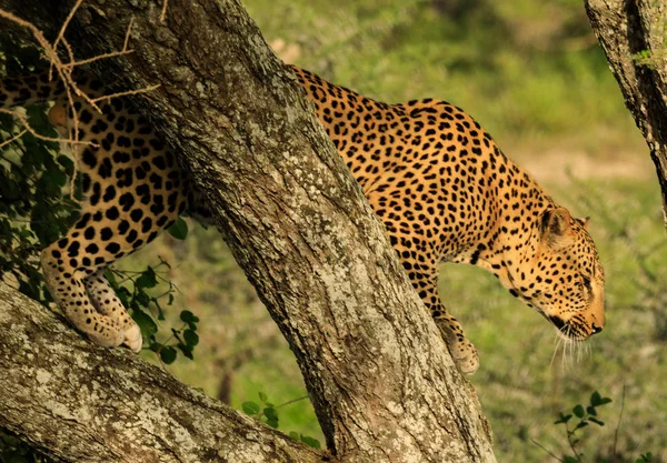 Parco Nazionale Del Serengeti Zona Conservazione Ngorongoro Tanzania — Foto Stock