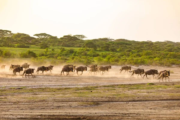 Serengeti Nationakl Park Ngorongoro Koruma Alanı Tanzanya — Stok fotoğraf