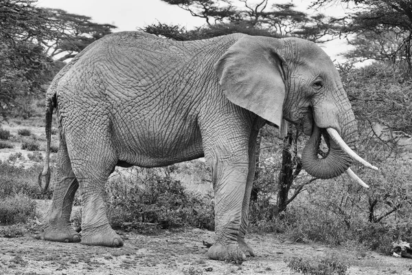 Serengeti Nationalpark Und Ngorongoro Naturschutzgebiet Tansania — Stockfoto