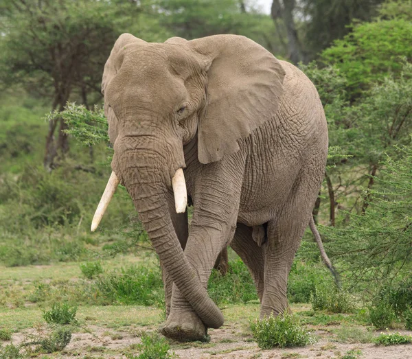 Serengeti Nationalpark Und Ngorongoro Naturschutzgebiet Tansania — Stockfoto