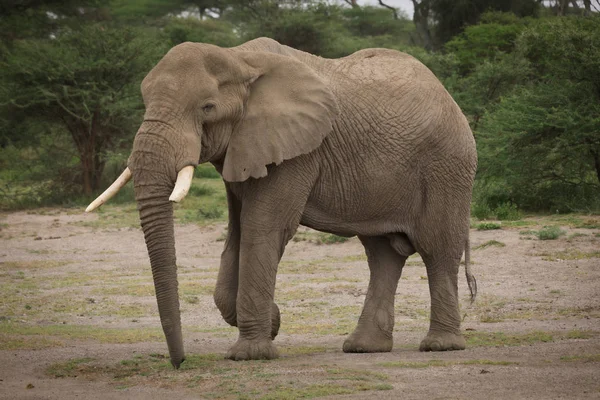 Serengeti Nationalpark Und Ngorongoro Naturschutzgebiet Tansania — Stockfoto