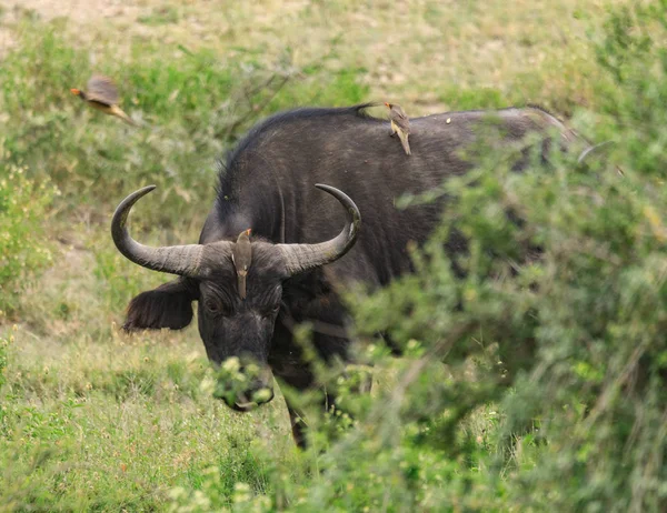 Serengeti Nationakl Park Ngorongoro Conservation Área Tanzania — Foto de Stock