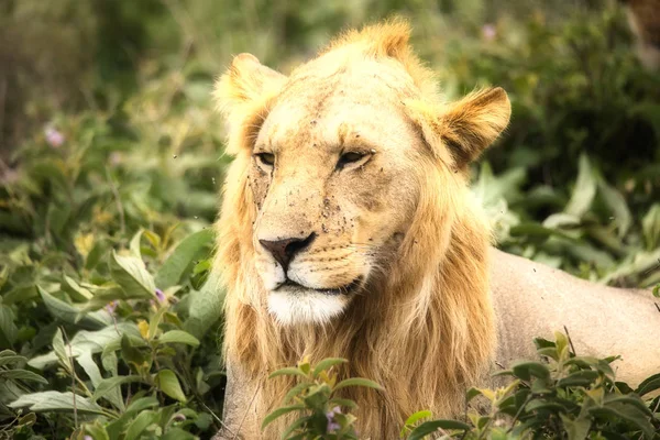 Serengeti Nationakl Park Ngorongoro Conservation Area Tanzanie — Stock fotografie