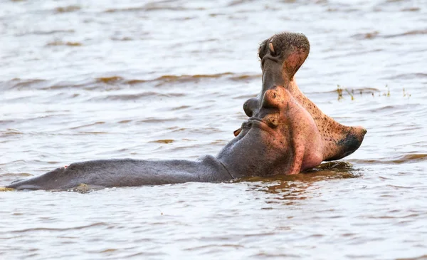 Serengeti Nationalpark Und Ngorongoro Naturschutzgebiet Tansania — Stockfoto