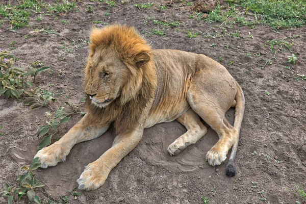 Serengeti Nationakl Park Ngorongoro Conservation Área Tanzania — Foto de Stock