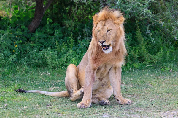 Nationakl Πάρκο Serengeti Και Περιοχή Ngorongoro Διατήρησης Τανζανία — Φωτογραφία Αρχείου