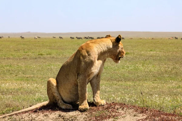 Serengeti Nationakl Park Ngorongoro Conservation Area Tanzania — Stock Photo, Image