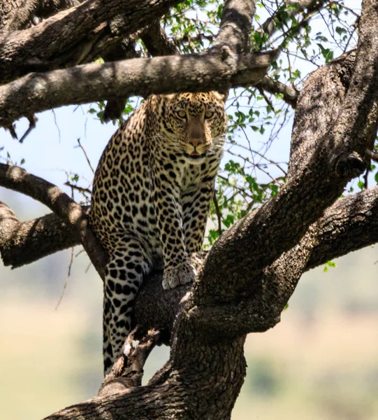 Serengeti Nationakl Park Ngorongoro Conservation Area Tanzania — Stockfoto