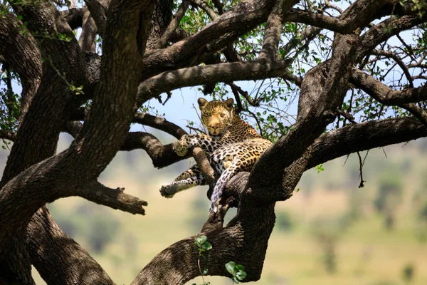 Serengeti Nationakl Park Ngorongoro Conservation Area Tanzania — Stockfoto