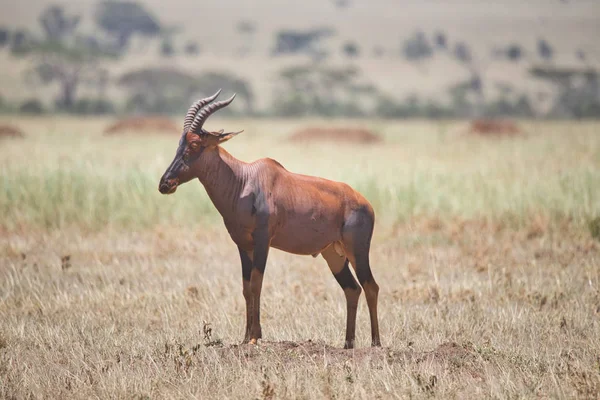 Serengeti Nationakl Park Ngorongoro Conservation Area Tanzanie — Stock fotografie