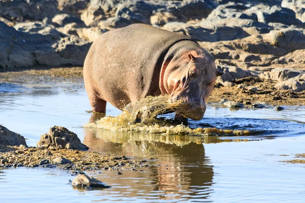 Serengeti Nationalpark Und Ngorongoro Naturschutzgebiet Tansania — Stockfoto