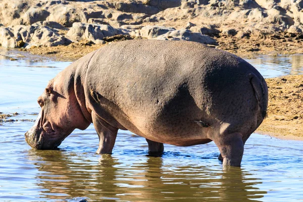 Serengeti Nationalpark Und Ngorongoro Naturschutzgebiet Tansania — Stockfoto