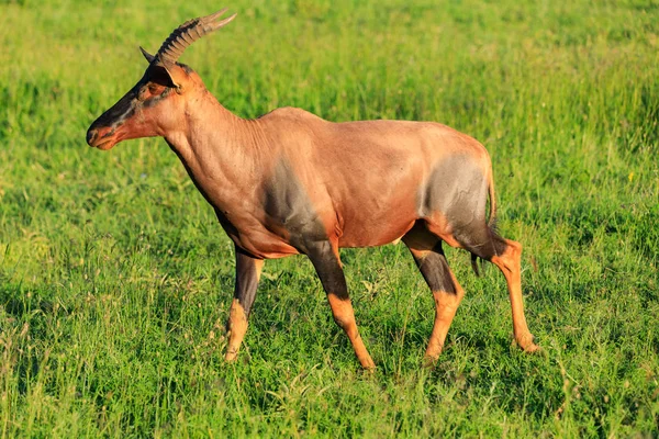 Serengeti Nationakl Park Ngorongoro Conservation Área Tanzania — Foto de Stock