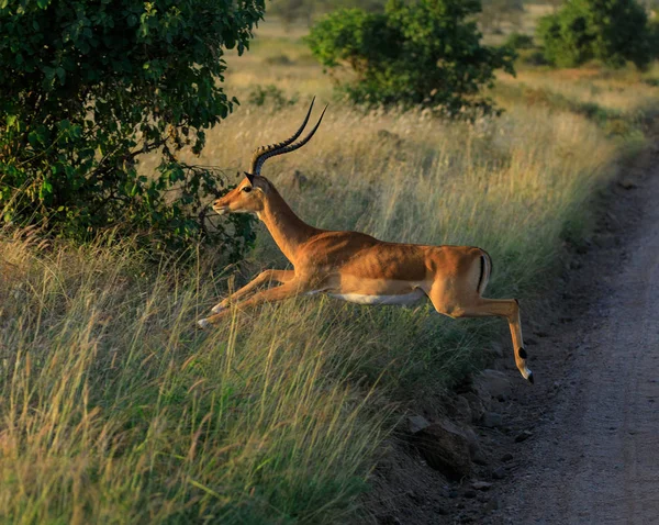 Serengeti Nationakl Park ve Ngorongoro koruma alanı, Tanzanya