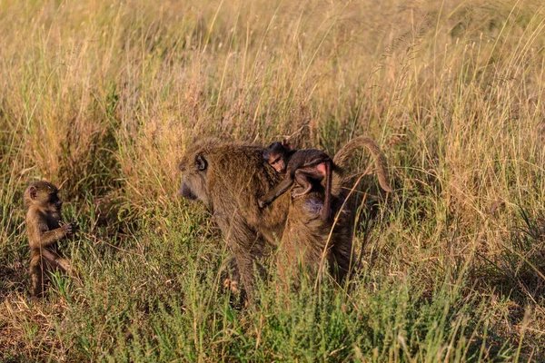 Serengeti Nationakl Park ve Ngorongoro koruma alanı, Tanzanya